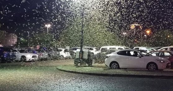 Imaginea articolului Invazie de insecte în Las Vegas. Roiuri de greieri au acoperit clădiri celebre | VIDEO