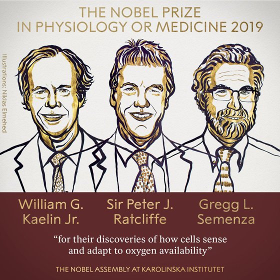 Imaginea articolului Oamenii de ştiinţă Gregg L. Semenza, Peter J.Ratcliffe şi William G.Kaelin sunt laureaţii Nobel pentru medicină 2019