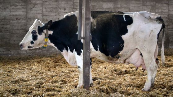 Imaginea articolului FOTO | Prima vacă clonată din lume a murit la 21 de ani