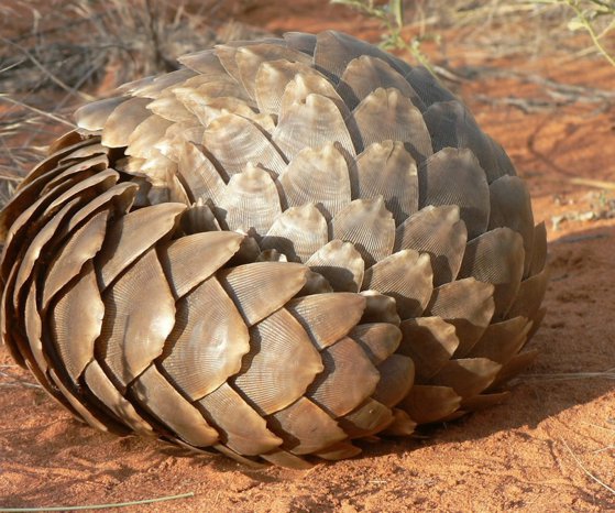 Imaginea articolului Ce este pangolinul, unde trăieşte şi cu ce se hrăneşte / Mamiferul, puţin studiat, este al treilea cel mai braconat animal din lume