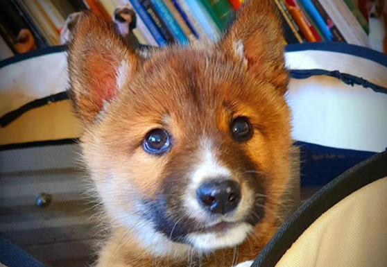 Imaginea articolului Descoperirea făcută despre un pui de câine după efectuarea unui test ADN 