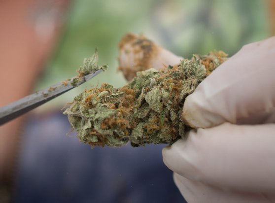 Imaginea articolului Un bărbat care avea dureri de cap a descoperit că a trăit 18 ani cu o punguţă de marijuana în nas