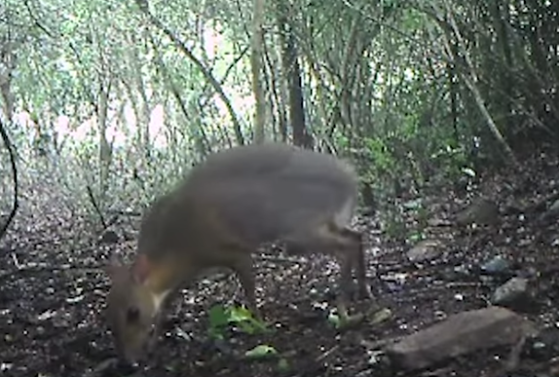 Imaginea articolului VIDEO | Un exemplar de cerb pitic, despre care se credea că a dispărut de 30 de ani, filmat într-o pădure din Vietnam