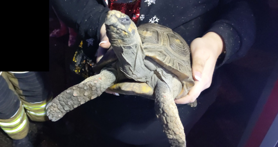 Imaginea articolului Cum a pornit o broască ţestoasă un incendiu chiar în ziua de Crăciun. Intervenţia incredibilă a pompierilor. FOTO