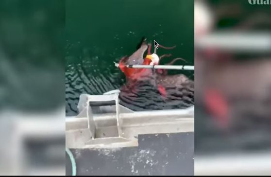 Imaginea articolului Imagini surprinzătoare. Deznodământ neaşteptat în lupta dintre un vultur şi o caracatiţă pe care încerca să o mănânce | VIDEO