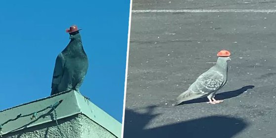 Imaginea articolului Misterul porumbeilor cu pălării de cowboy. Imaginile, devenite virale, au stârnit controverse | VIDEO