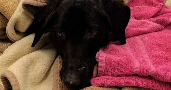 Imaginea articolului Un câine a fost la un pas să moară după ce a înghiţit peste 30 de decoraţiuni de Crăciun