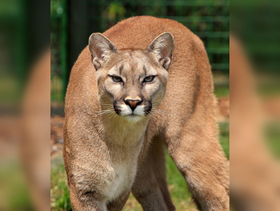 Imaginea articolului Trei pume au fost ucise în SUA după ce au fost găsite mâncând dintr-un cadavru de om