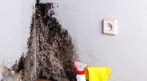 Cat de periculos este mucegaiul pentru sanatate si cum il poti preveni?