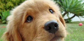 Dispozitiv curățare lăbuțe animale ușor și confortabil