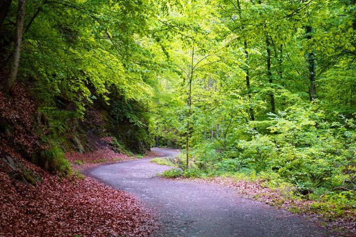 parcul-cozia