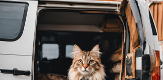 Impactul Transportului Asupra Bunăstării Animale